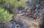2023-01-18 :1: Lookout Mtn Circumference Trail #308 :: tibber