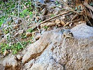 2023-01-25 :1: Wind Cave Trail #281 :: tibber
