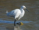 2023-01-25 :2: Riparian Preserve at Water Ranch - Gilbert :: cactuscat