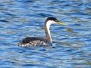2023-01-26 :2: Riparian Preserve at Water Ranch - Gilbert :: cactuscat