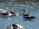 photo thumbnail #12