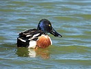 photo thumbnail #3