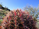 2023-02-02 :1: Maricopa Trail - Guadalupe/South Mtn/Tres Rios :: kingsnake