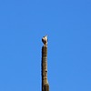 2023-02-06 :2: Guadalupe Ridge - AKA Midlife Crisis / Scott :: gummo