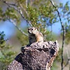 2023-02-06 :2: Guadalupe Ridge - AKA Midlife Crisis / Scott :: gummo