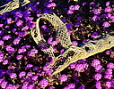 photo thumbnail #8