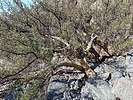 2023-02-08 :1: Estrella Peak 4512 :: trekkin_gecko