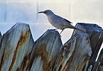 photo thumbnail #7