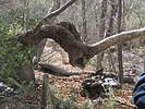 photo thumbnail #12