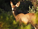 photo thumbnail #10