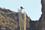2023-01-19 :1: Coffee Flat Trail #108 :: Yoder