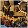 photo thumbnail #2