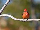 2023-03-03 :2: Chaparral Park - Scottsdale :: rrshort