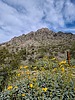 2023-03-05 :2: Piestewa Circumference - Freedom Trail #302 :: joebartels