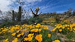 photo thumbnail #7
