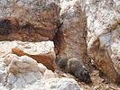 2023-03-05 :1: Quartz Peak Trail - Sierra Estrella :: astrobrewer