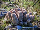 2023-02-25 :1: Phoenix Mountain Preserve Northeastern Loop :: tibber