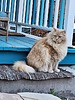 photo thumbnail #7