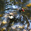 2023-03-09 :: Ngong Forest :: gummo