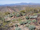 2023-03-08 :2: Sugarloaf Mountain - Maricopa :: DixieFlyer
