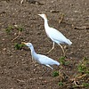 2023-03-10 :2: Nairobi National Park :: gummo