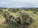 photo thumbnail #4