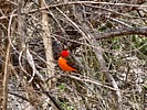 2023-03-12 :2: Aravaipa Canyon :: Vashti