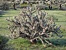 2023-03-08 :3: Phoenix Sonoran Preserve N Wildflowers Loop :: tibber
