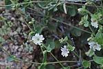 2023-03-15 :1: Palo Verde Trail #512 :: Yoder