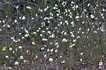 2023-03-15 :1: Palo Verde Trail #512 :: Yoder