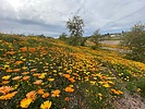 photo thumbnail #8