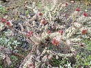 2023-03-22 :2: Golden Eagle Loop - Fountain Hills :: DixieFlyer