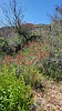 2023-03-25 :2: Indian Spring Wash - Bartlett Dam :: The_Eagle