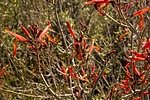 2023-03-25 :1: Palo Verde Trail #512 :: Nightstalker