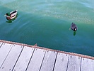 photo thumbnail #12