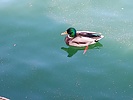 photo thumbnail #13