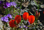 photo thumbnail #5