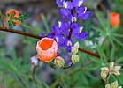 photo thumbnail #14