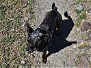 photo thumbnail #3