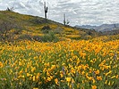 photo thumbnail #10