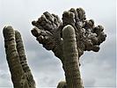 photo thumbnail #14