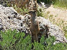 2023-03-30 :2: Coyote Canyon Loop MSP :: LosDosSloFolks