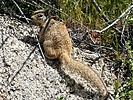 2023-03-30 :2: Coyote Canyon Loop MSP :: LosDosSloFolks
