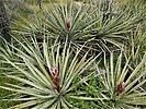 2023-03-30 :2: Coyote Canyon Loop MSP :: LosDosSloFolks
