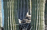 2023-04-05 :3: Esplanade Owl Check Up - Apache Trails :: tibber