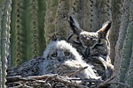 2023-04-05 :3: Esplanade Owl Check Up - Apache Trails :: tibber