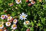 photo thumbnail #10