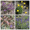 2023-04-01 :1: Needle Vista to Hackberry Spring :: tibber