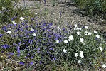 2023-04-01 :2: Needle Vista to Hackberry Spring :: tibber