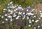 2023-04-01 :2: Needle Vista to Hackberry Spring :: tibber